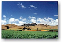Agriculture in San Luis Obispo County, Summer 1999