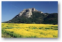 Hollister Peak & Flowers 1998