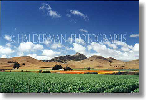 Agricutlure in San Luis Obispo