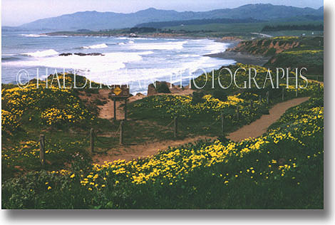 Spring in Cambria