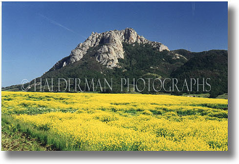 Hollister Peak and Flowers